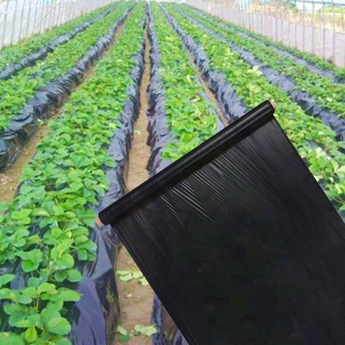Black Ldpe Black Mulch Film Roll 20KG, 3feet width For Agriculture, Black Mulching Films To Control Weeds To Control Weeds ( 5000 Feet Almost ) Mulching sheet for plants Agri Plastics Kala shoper Best for vegetable farming Jilani Plastic