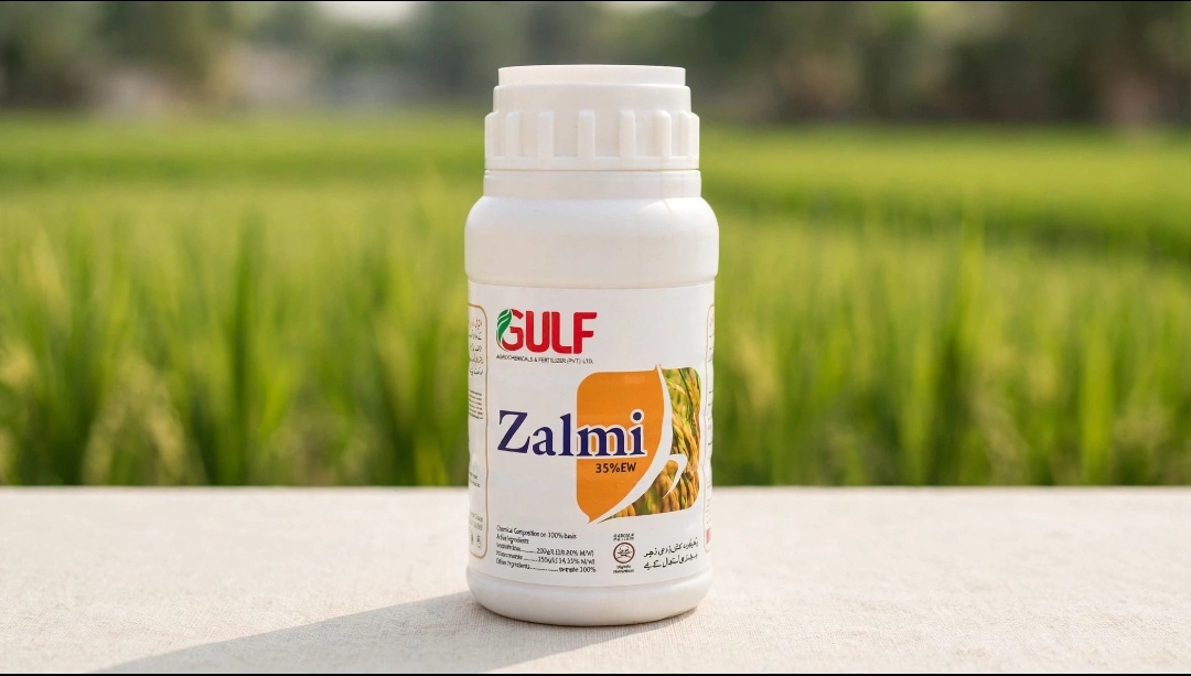 زلمی