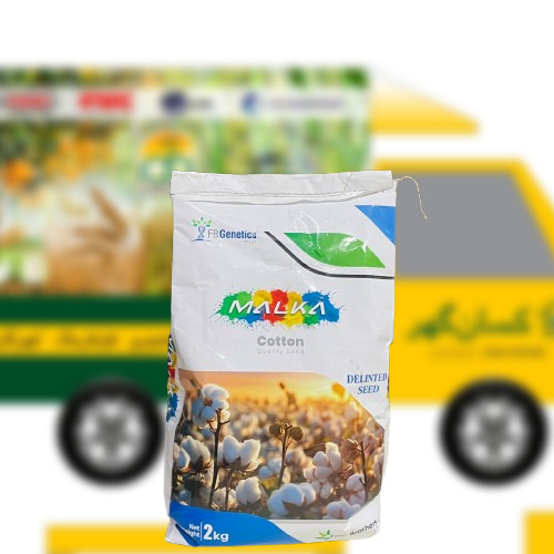 Hataf-4 2kg Malka ( pink free glyphosate free whitefly resistant ) Cotton Seeds Best Cotton Variety of Pakistan Kisan Ghar Tarzan Four Brothers Kappas ka beej FB Genetics Cotton Seed Hataf4