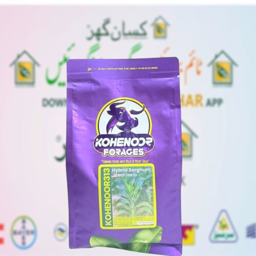 Kohenoor Jawar Seeds BMR 313 1KG for 4 Canal Sada Bahar best fodder crop of Multicut Fodder Turning Seed into Milk and gold Kohe e noor forages Dairy seeds Sorghum Sudan Grass