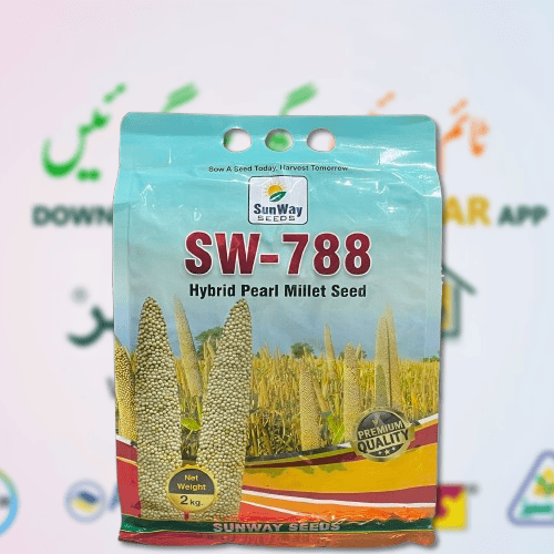 SW788 2kg Sunway Seeds Bajra Hybrid Pearl Millet Seed F1 SW-788 Beej