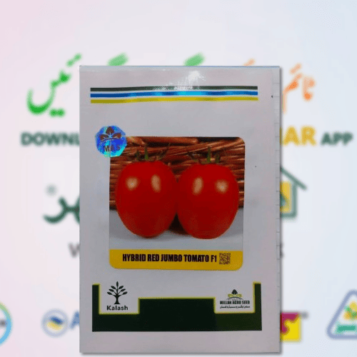 Hybrid F1 Red Jumbo Tomato Seed By Millan Agro - High-Yielding Large Fruit Variety for Maximum Production and Superior Shelf Life