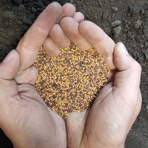 UAF-11 2kg Canola Sarsoon Yellow mustard seed ( part of 20kg bag ) UAF 11