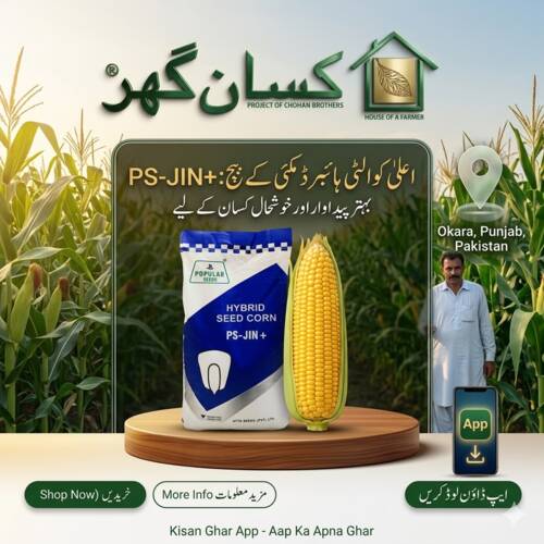 PS-JIN+ 10KG Atta Seeds Double Cross Hybrid Silage Corn Seed 35000 Kernels Per Acre Maize Seed JIN PLus