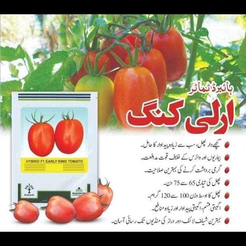 Early King F1 Hybrid Tomato Seeds by Kalash(Millan Agro) – High-Yielding Extra Early Variety for Uniform Red Fruits and Heat Tolerance